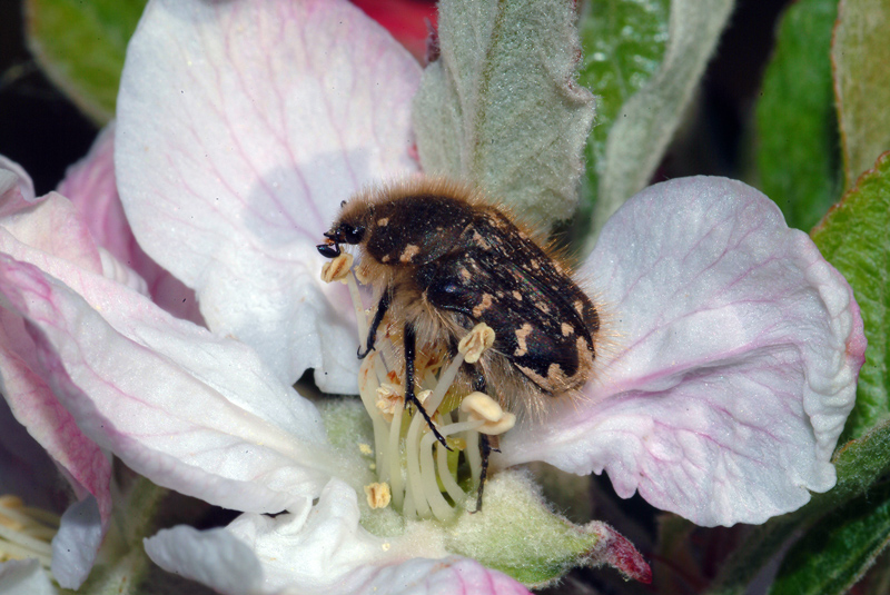 Oxythyrea funesta o Tropinota hirta?